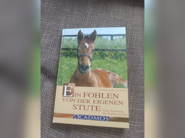 Ein Fohlen von der eigenen Stute