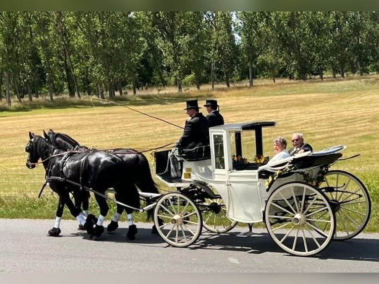 2x Qualitätshalfter vom Sattler Lederhalfter WB Halfter