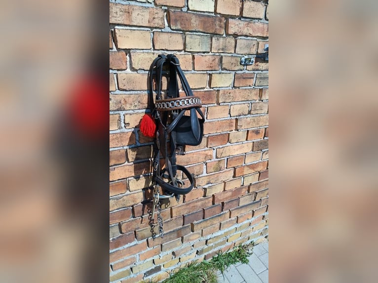 2x Qualitätshalfter vom Sattler Lederhalfter WB Halfter