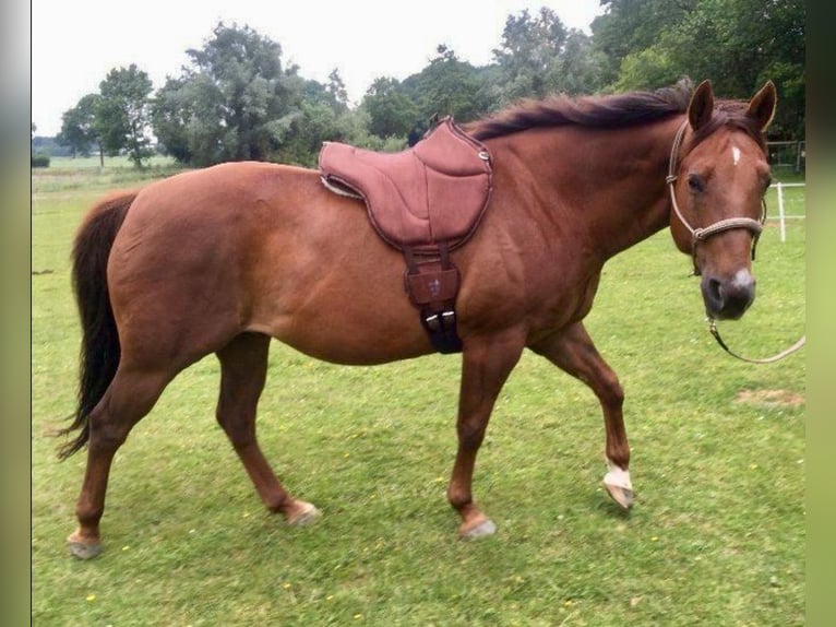 Barefoot Ride-on-Pad Physio-Reitpad-Reitkissen-NEU~Probe möglich
