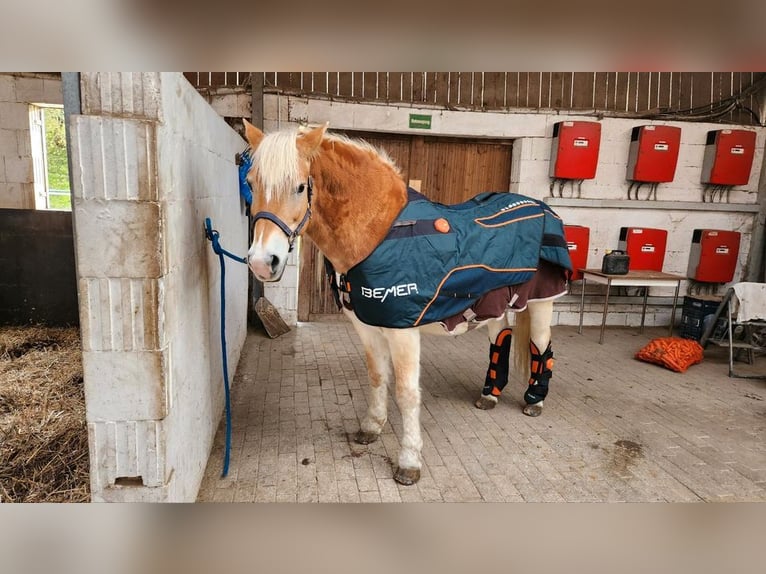 Bemer Horse set