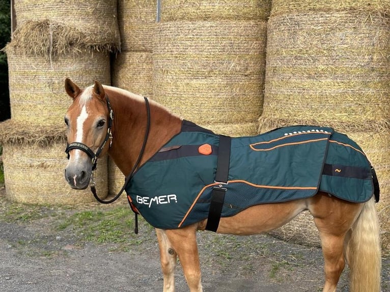 Bemer Horse set