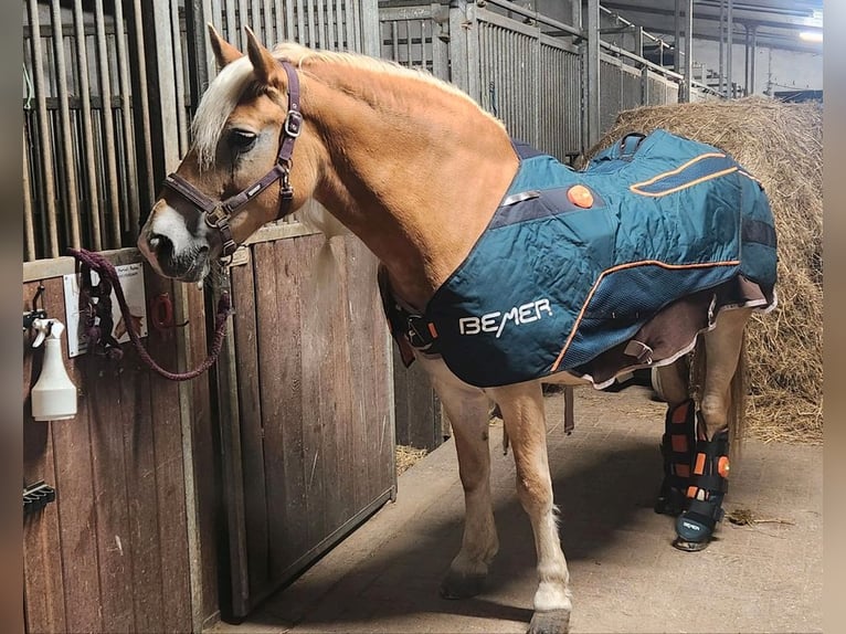 Bemer Horse set