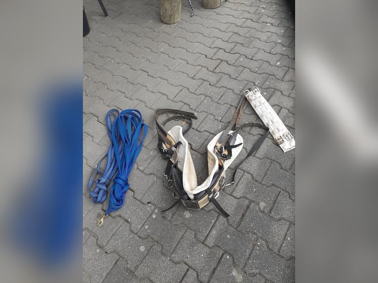 Biete Longierset fürs Pferd