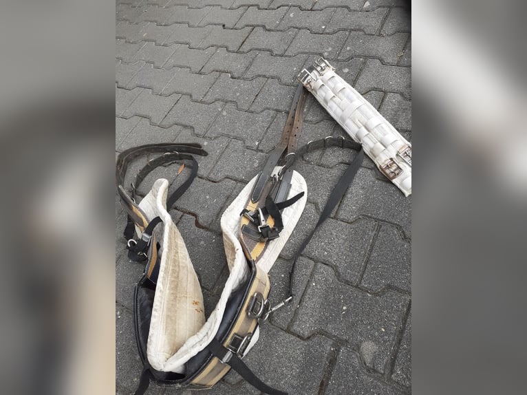 Biete Longierset fürs Pferd