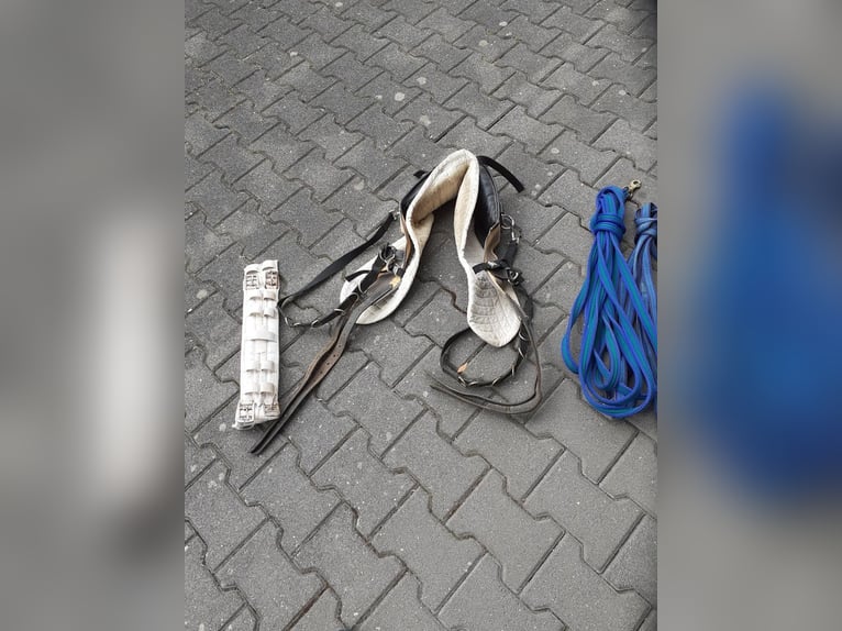 Biete Longierset fürs Pferd