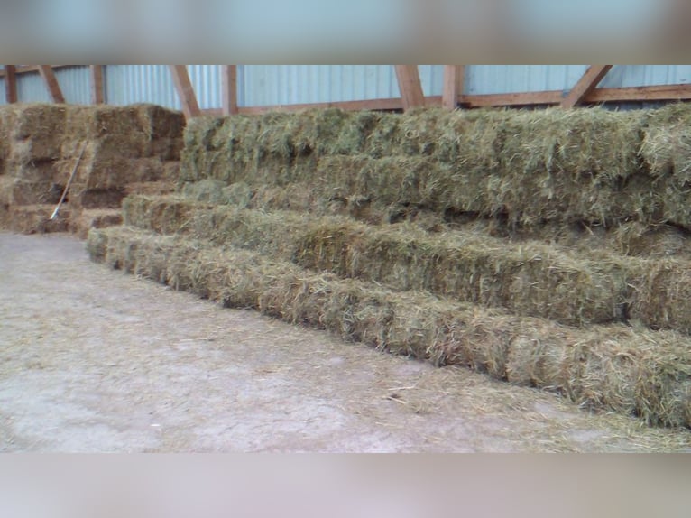 Bio Heu Pferde Schafe Ziegen Hasen und Kleintiere