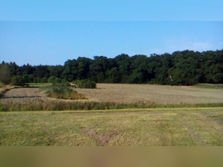 Bio Heu Pferde Schafe Ziegen Hasen und Kleintiere