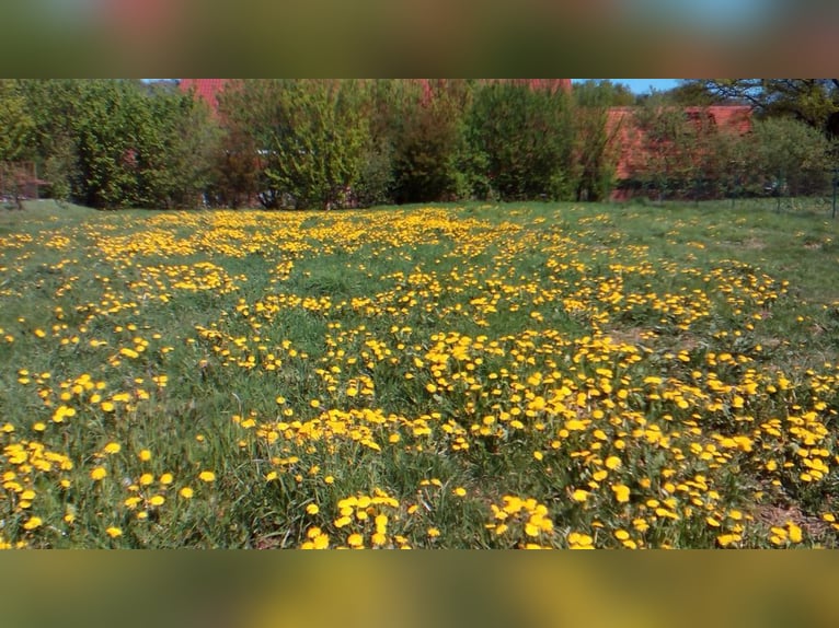 Bio Heu Pferde Schafe Ziegen Hasen und Kleintiere