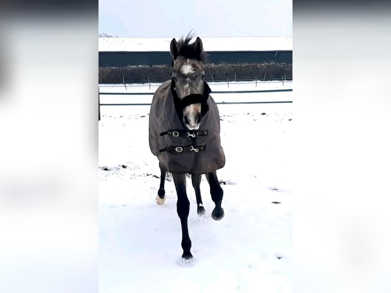 Dressur Schabracke Eskadron