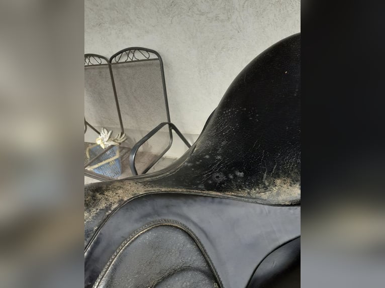 Dressursattel Stübben Scandica