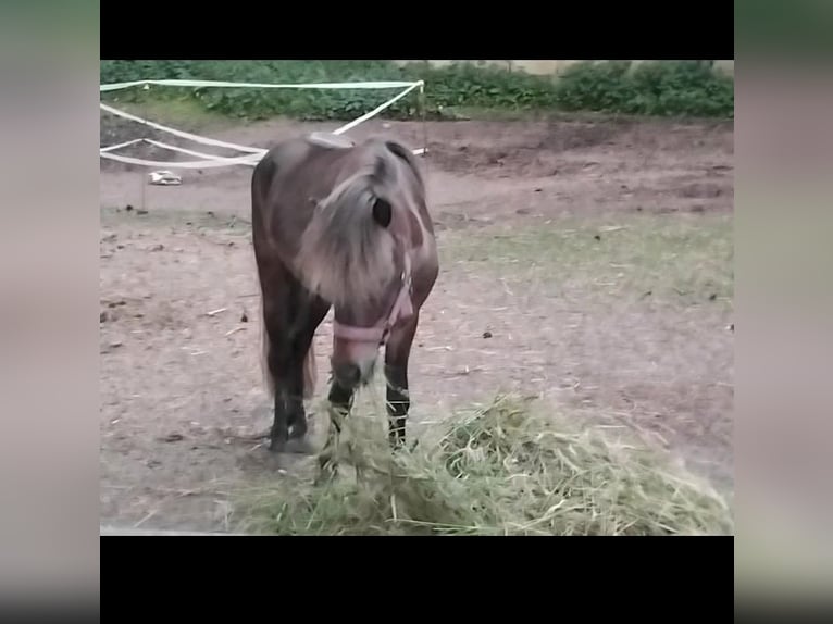 Dt.Part-bred Shetland Pony
