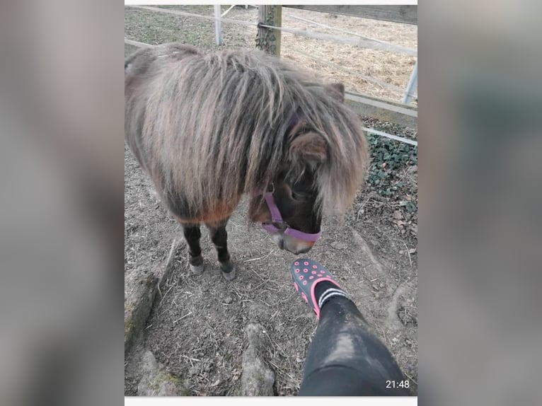 Dt.Part-bred Shetland Pony