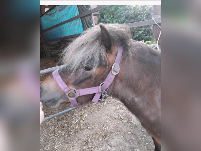 Dt.Part-bred Shetland Pony