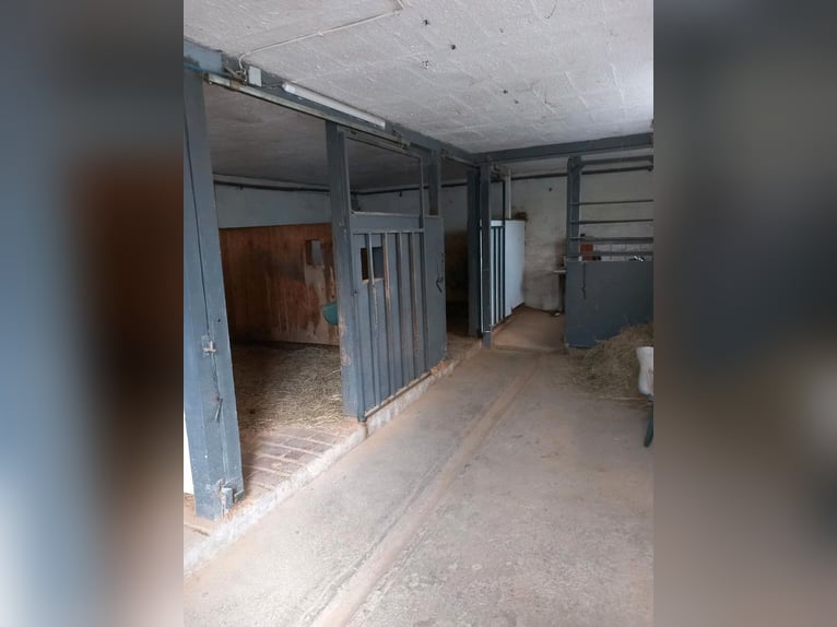 Einstellmöglichkeit für ein Pferd bis 160 STM