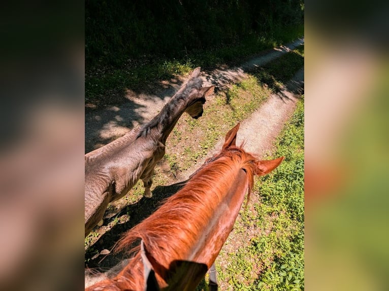 Einstellmöglichkeit für ein Pferd bis 160 STM