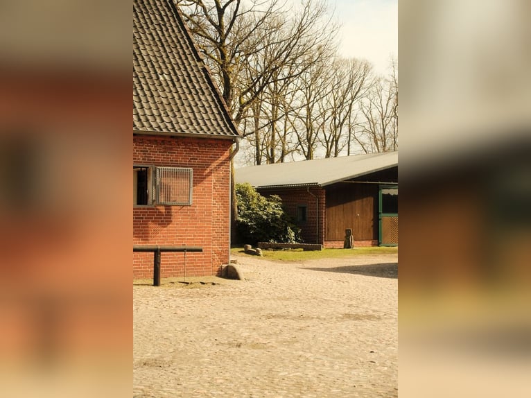 Freie Pferdeboxen Pensionsstall Stallplatz