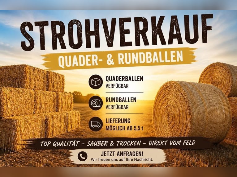 Freie Pferdeboxen Pensionsstall Stallplatz