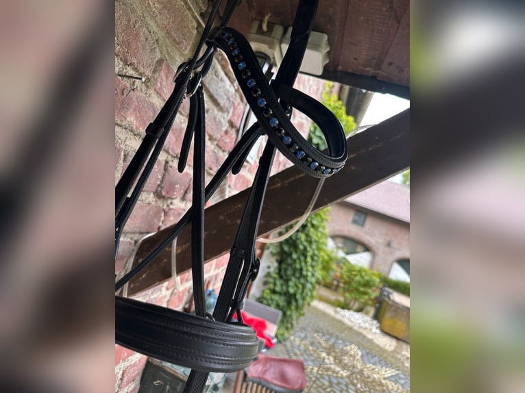 Gebisslose Trense mit Zügel