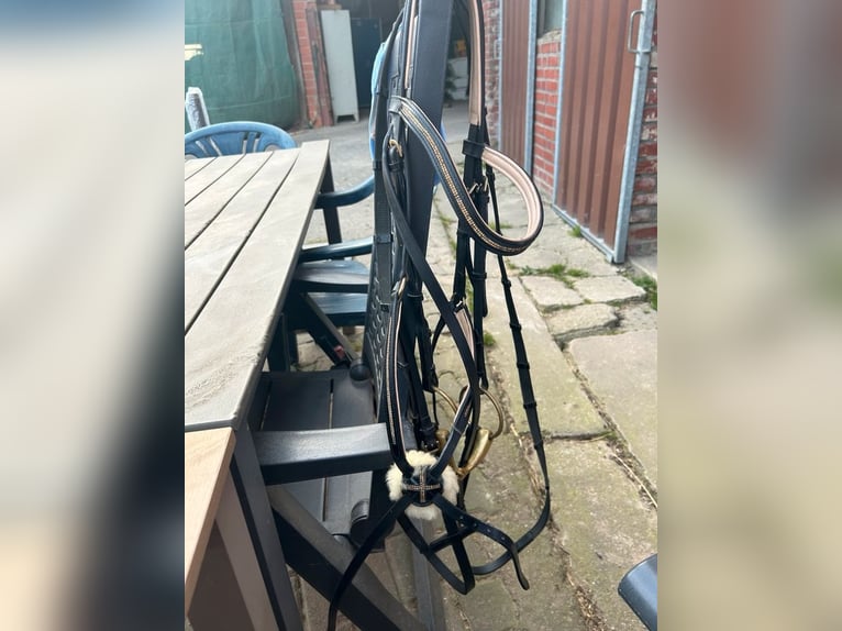 Gebisslose Trense mit Zügel