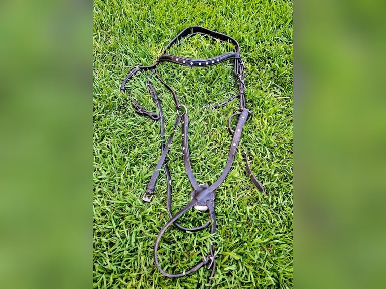 Gebisslose Trense mit Zügel
