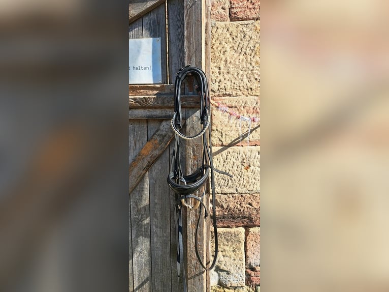 Hennig FMS Trense mit Aubenhausen Stirnriemen