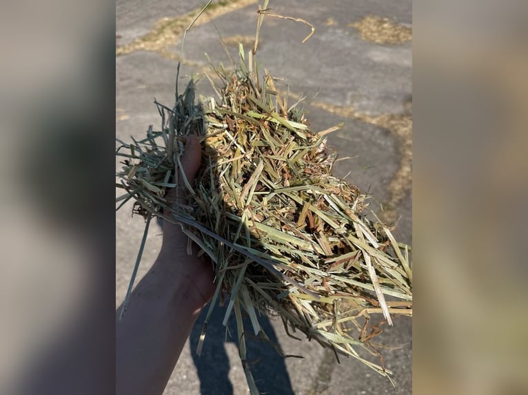 Heu Grassamenheu