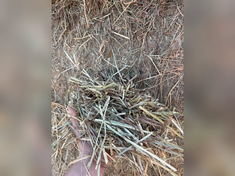 Heu Grassamenheu