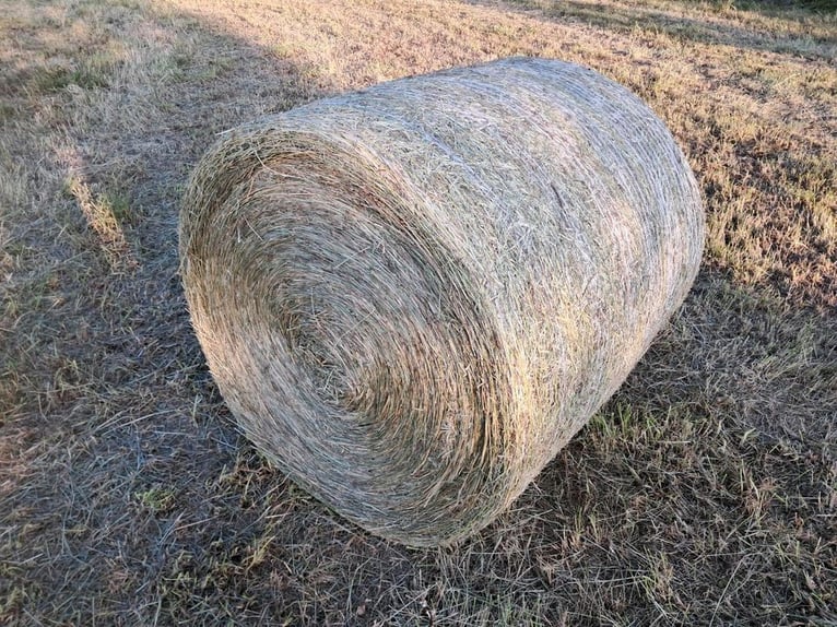 Heu, Rundballen, erster Schnitt, staubarm, fruktanarm