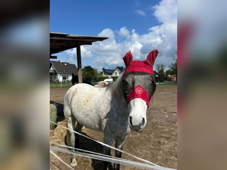 Heu, Rundballen, erster Schnitt, staubarm, fruktanarm