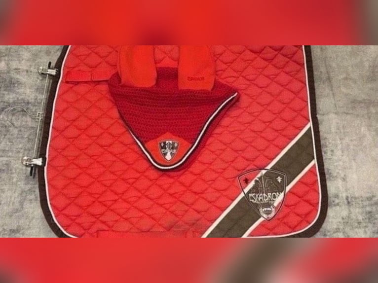 ⚜️ HV-Polo Schabracke VS ⚜️