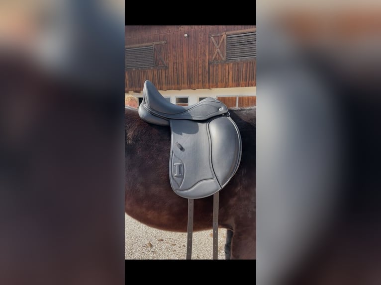 Ikonic EVO Dressursattel Doppelblatt 17,5 Zoll