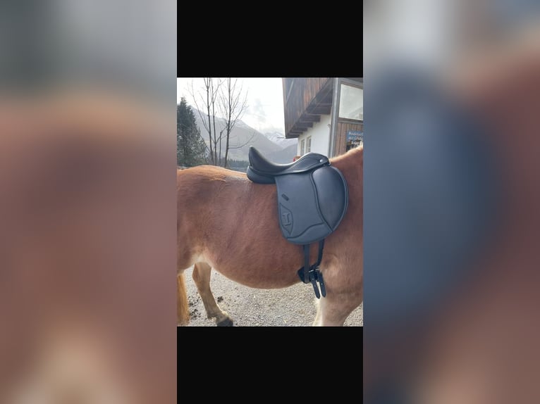 Ikonic EVO Dressursattel Doppelblatt 17,5 Zoll