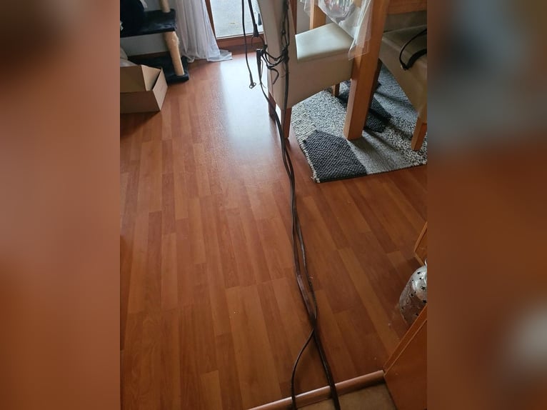 Kandare /Kandarengebiss + Unterlegtrense