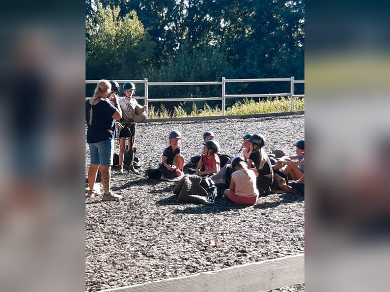 Kinder Reitschule Ponys Pferde Reitunterricht