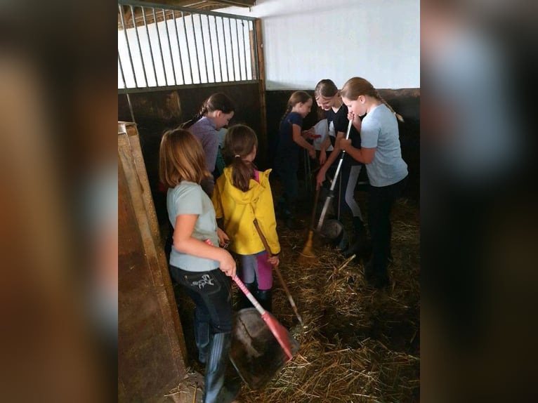 Kinder Reitschule Ponys Pferde Reitunterricht
