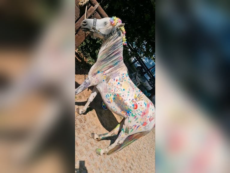 Kinder Reitschule Ponys Pferde Reitunterricht