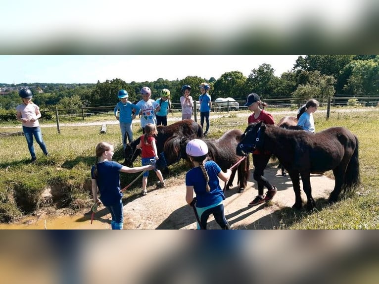 Kinder Reitschule Ponys Pferde Reitunterricht