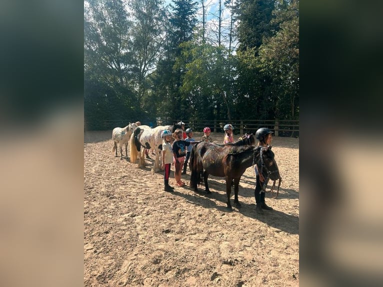 Kinder Reitschule Ponys Pferde Reitunterricht