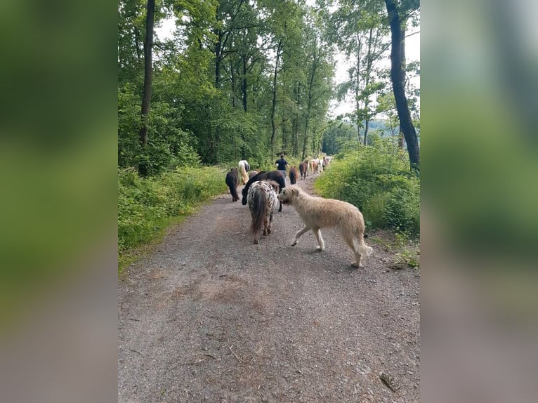 Kinder Reitschule Ponys Pferde Reitunterricht