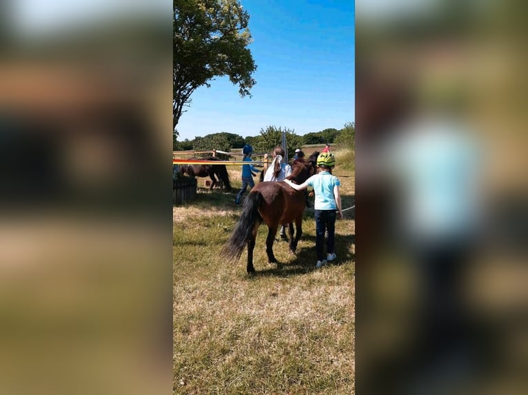 Kinder Reitschule Ponys Pferde Reitunterricht