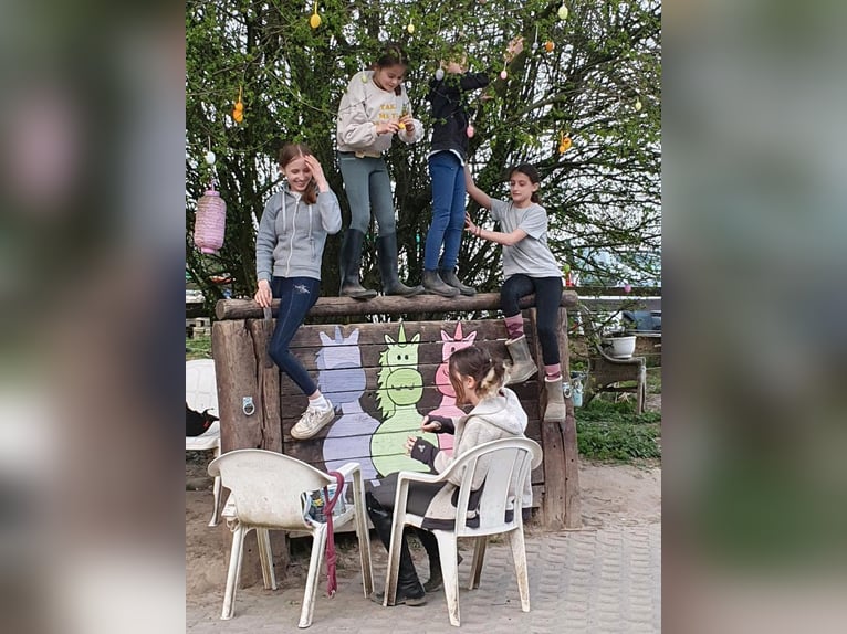 Kinder Reitschule Ponys Pferde Reitunterricht