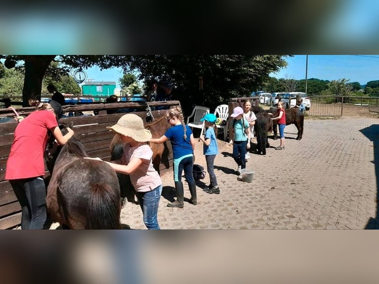 Kinder Reitschule Ponys Pferde Reitunterricht