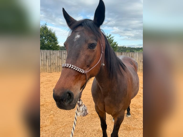 Knotenhalfter handgefertigte Unikate NEU Größe Cob/VB