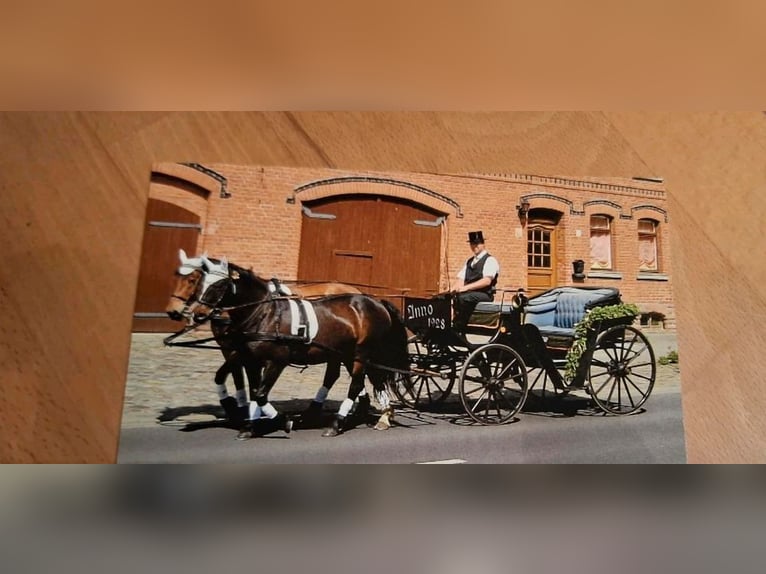 Kutsche Wagonette/Grosspferde 1 und 2 spännig, Scheibenbremsen