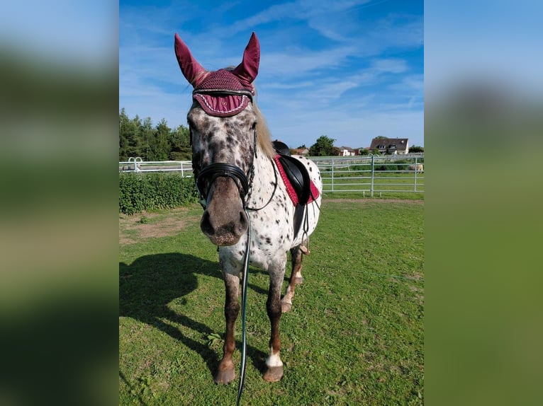 Kutsche Wagonette/Grosspferde 1 und 2 spännig, Scheibenbremsen