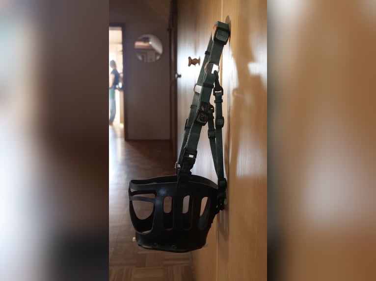 Maulkorb/ Fressspere Shetty Größe S, Schwarz-Grün