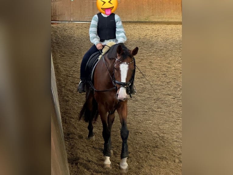 (Mensch sucht Pferd) Für eine Reitbeteiligung