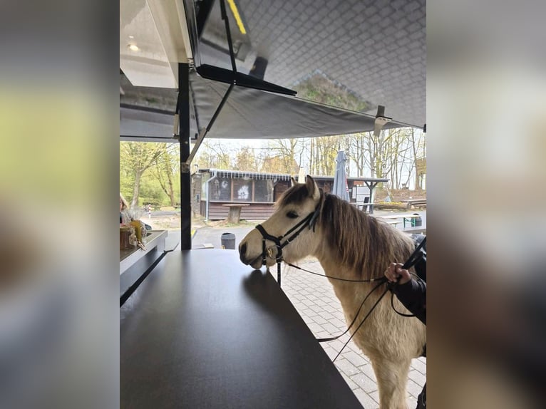 (Mensch sucht Pferd) Für eine Reitbeteiligung