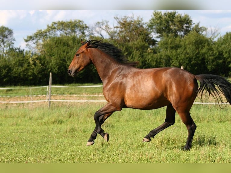 (Mensch sucht Pferd) Für eine Reitbeteiligung